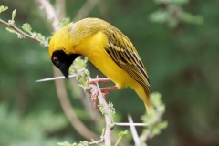 Southern masked weaver