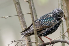 Starling