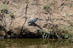 Striated Heron