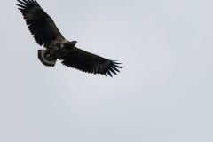 Verreaux Eagle