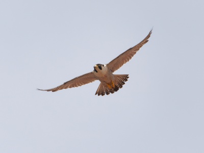 Wanderfalke beim Abflug