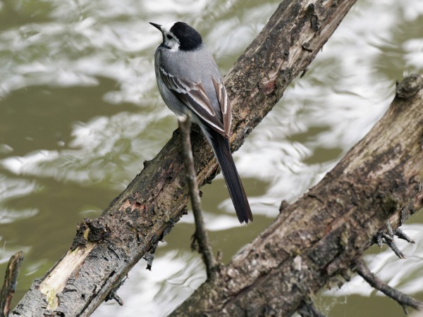 White Wagtail