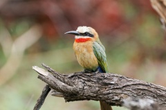 White fronted bee-eater