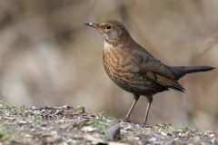 junge Amsel