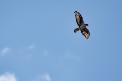Afrikanischer Habichtsadler