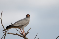 Gabar goshawk
