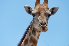 Giraffenportrait
