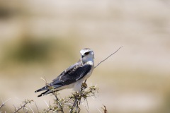 Gleitaar