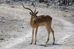 Schwarznasenimpala
