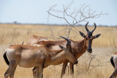 Leierantilope
