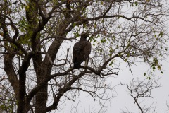 Martial Eagle