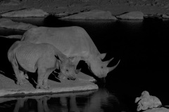 Rhinos in the night