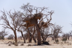 Vogelnest