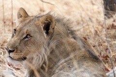 young lion