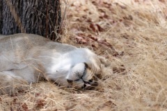 young lioness