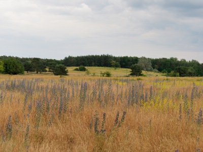 Heidelandschaft