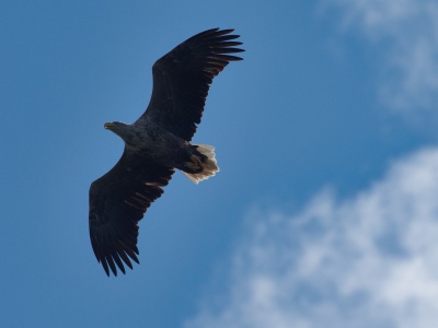 Seeadler