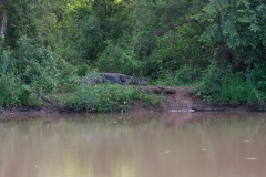 Großes Salzwasserkrokodil