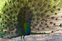 Pfau