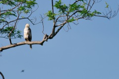 Schopfbussard