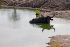 Wasserbüffel