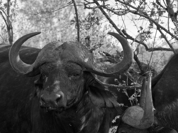 African Buffalo