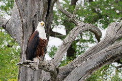 African Fish Eagle