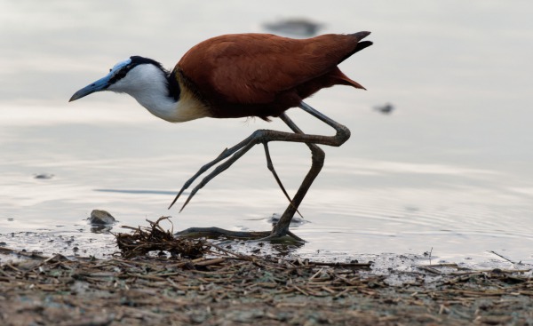 African Jacana