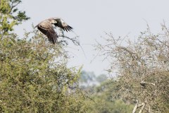 Águila marcial