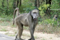 Baboon