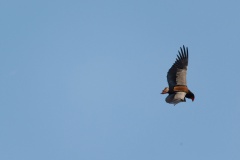 Bateleur