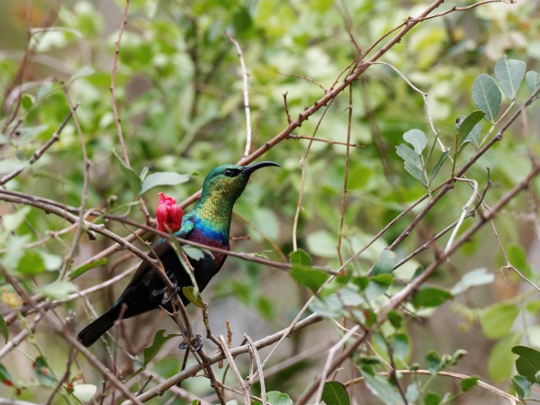 Bindennektarvogel