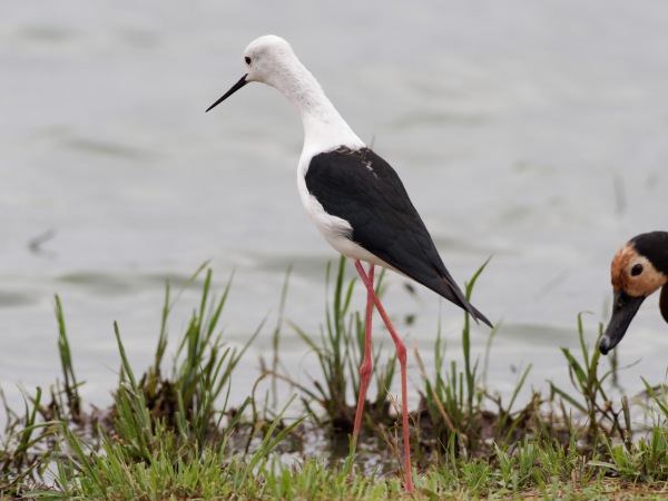 Black-winged stilt