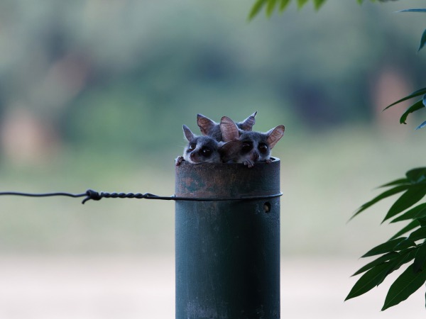 Bushbabies