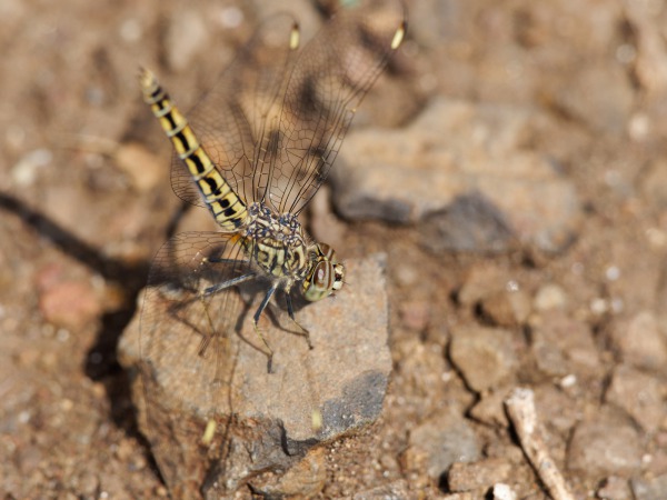 Dragonfly