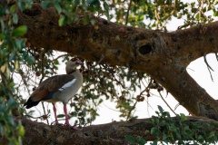 Egyptian goose