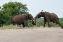 young bulls fighting