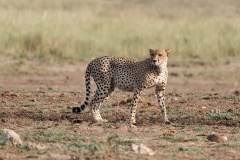 Gepard