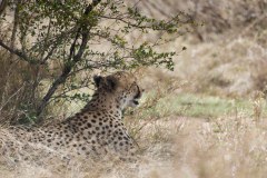 Gepard