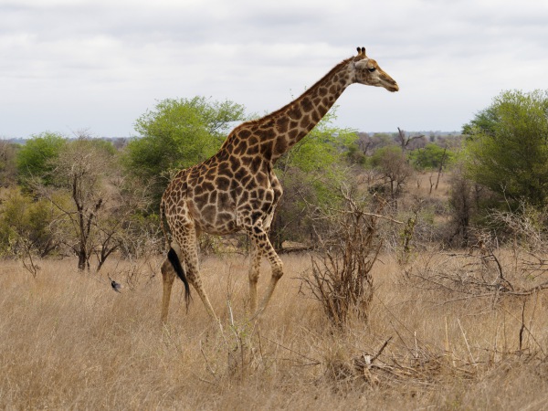 Giraffe
