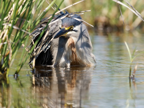 Green Back Heron