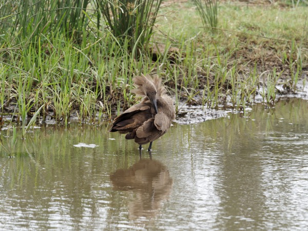 Hamerkop