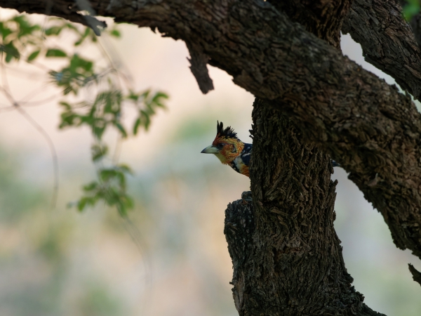 Haubenbarthvogel