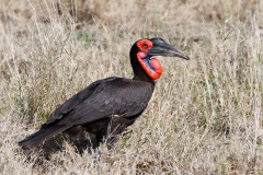 Hornbill