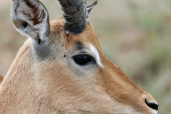 Impala Portrait