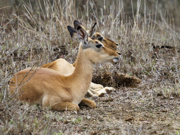 Impalas