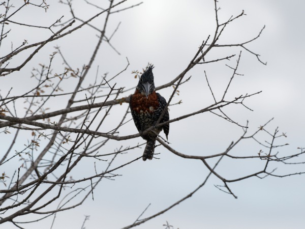 Giant Kingfisher