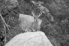 Klipspringer