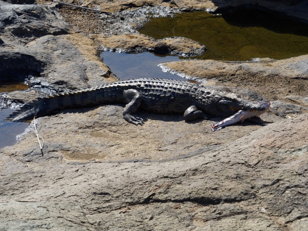 Krokodil mit Beute