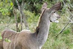 greater kudu